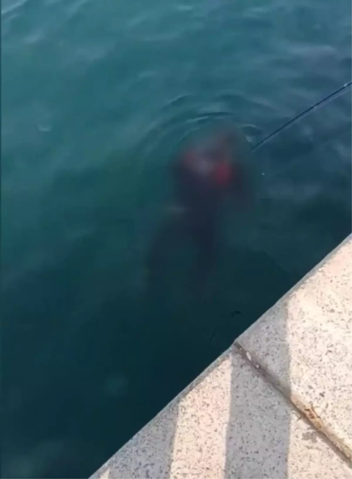 Beykoz'da balık tutanların oltasına ceset takıldı