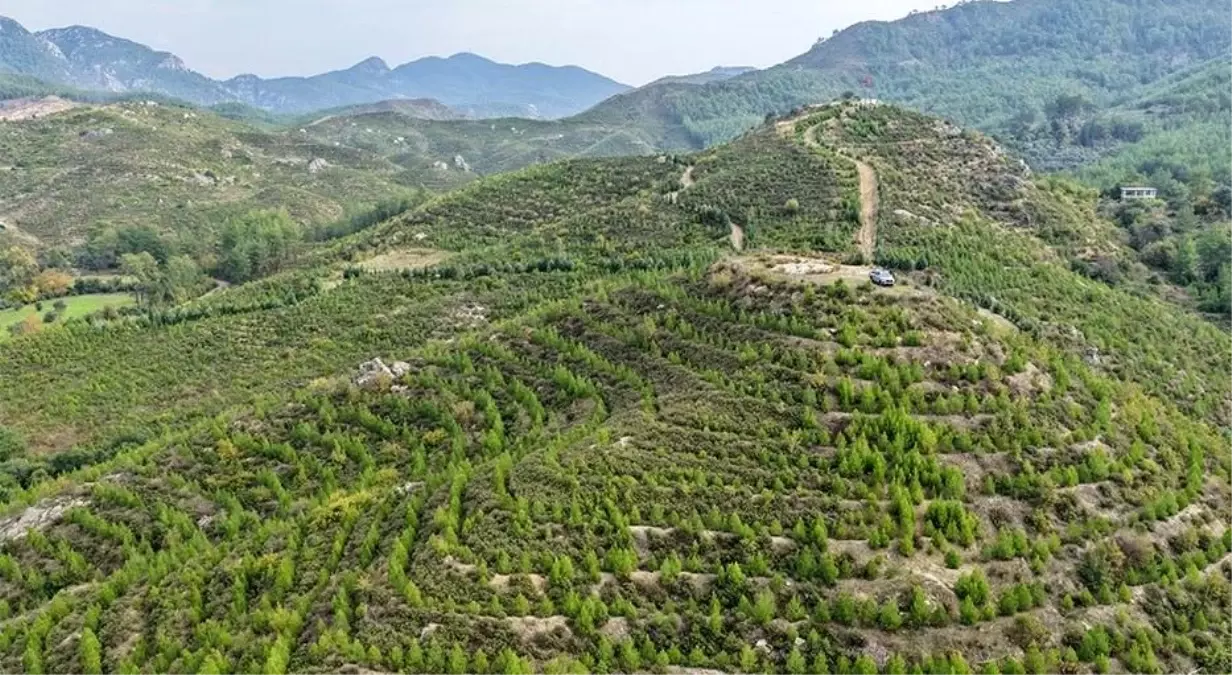 Dalaman'da Orman Yangını Sonrası Yeşeren Alanlar 'Geleceğe Nefes' Oldu