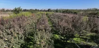 Edirne'de Devlet Destekli Meyve Bahçeleri Çiftçiye Yeni Gelir Kaynağı Oluyor