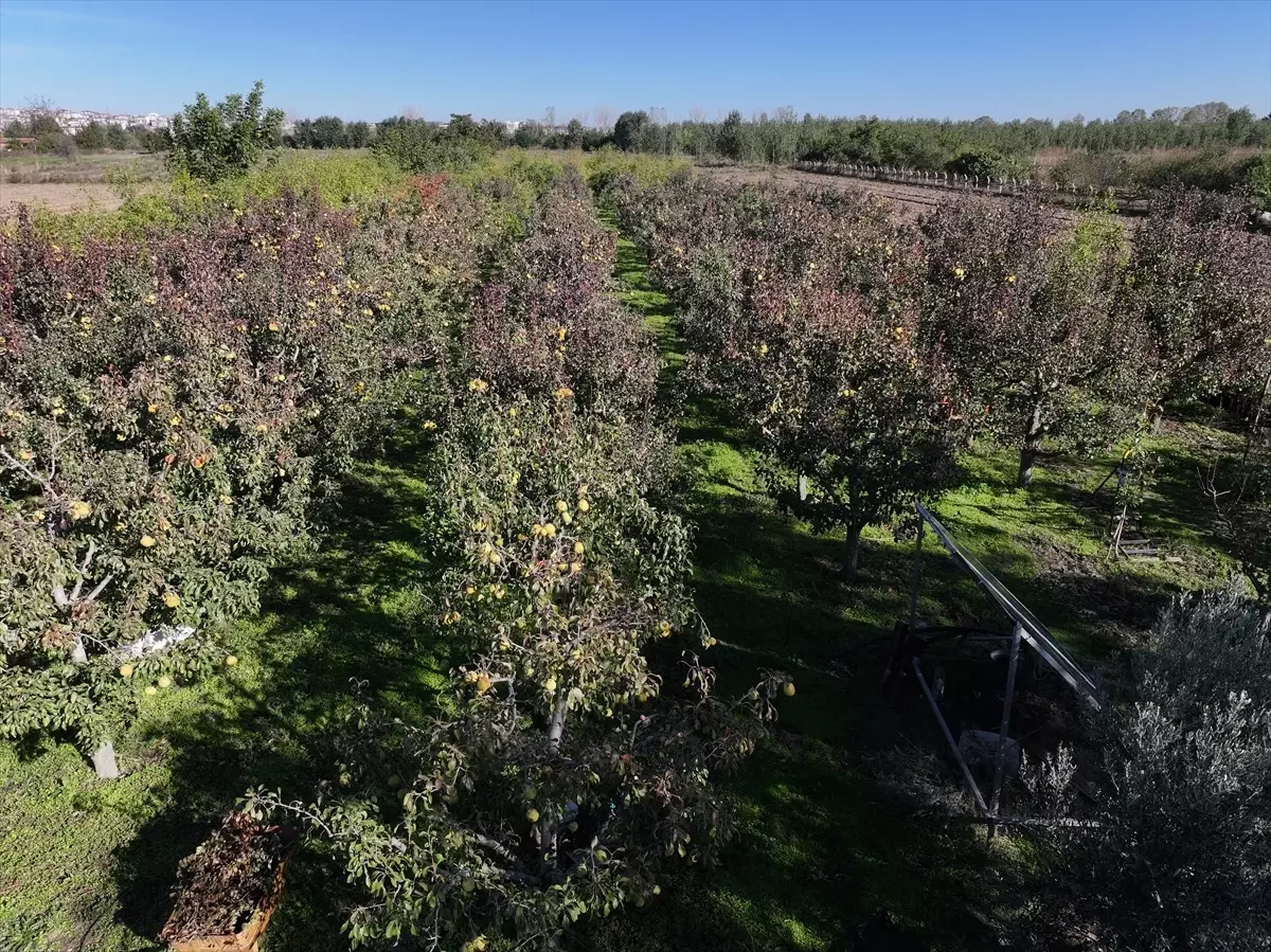 Edirne'de Devlet Destekli Meyve Bahçeleri Çiftçiye Yeni Gelir Kaynağı Oluyor
