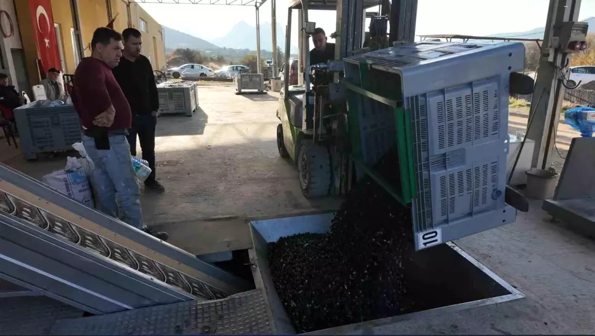 Eskişehir'in Sarıcakaya İlçesinde Soğuk Sıkım Zeytinyağı Üretimi