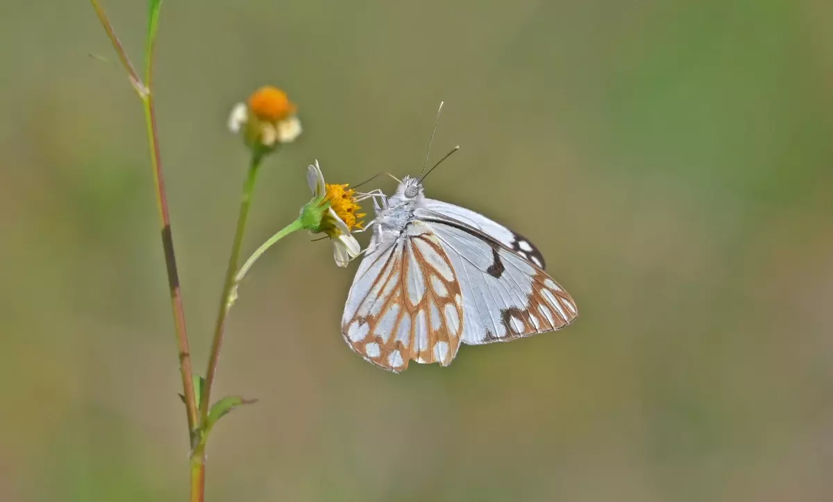 Beyaz Öncü Kelebeği Güneydoğu Anadolu'yu Renklendiriyor