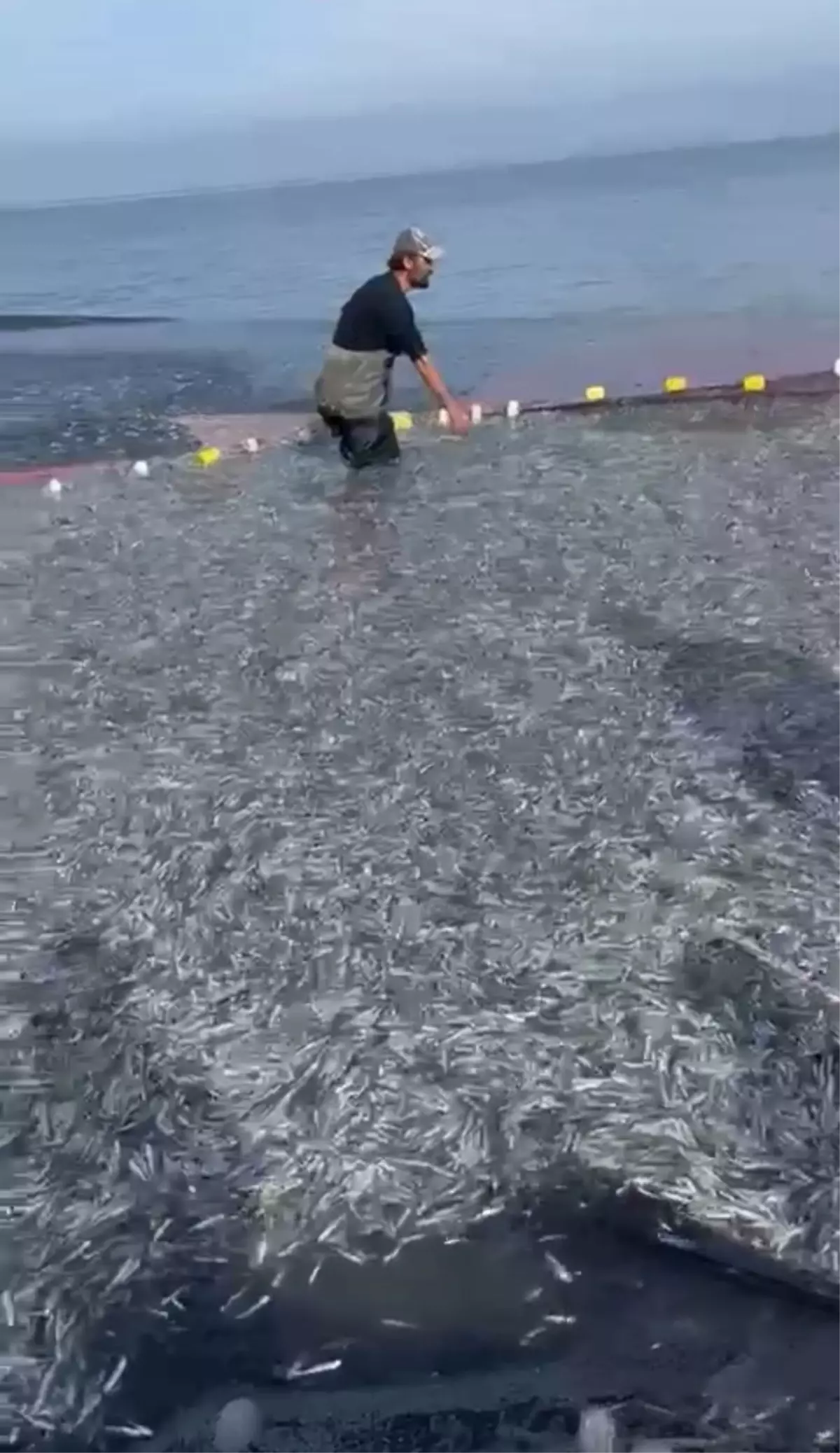 İznik Gölü'nde Rekor Balık Avı: 21 Ton Gümüş Balığı Yakalandı