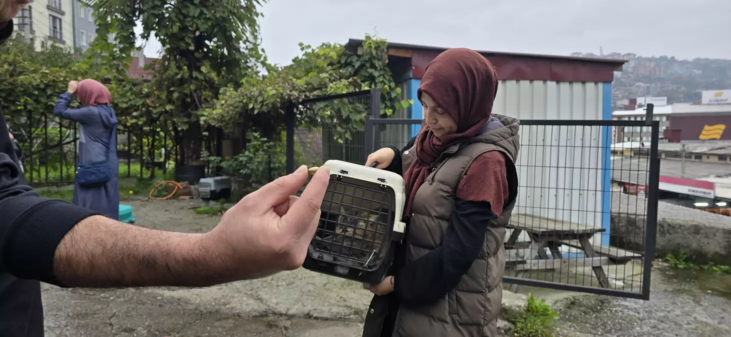 Zonguldak'ta Kaybolan Kediye Yorgun Mermi İspatı