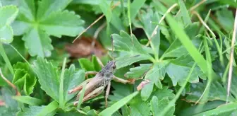 Türkiye'de Yeni Bir Çekirge Cinsi Keşfedildi: Salmanihippus turcicus