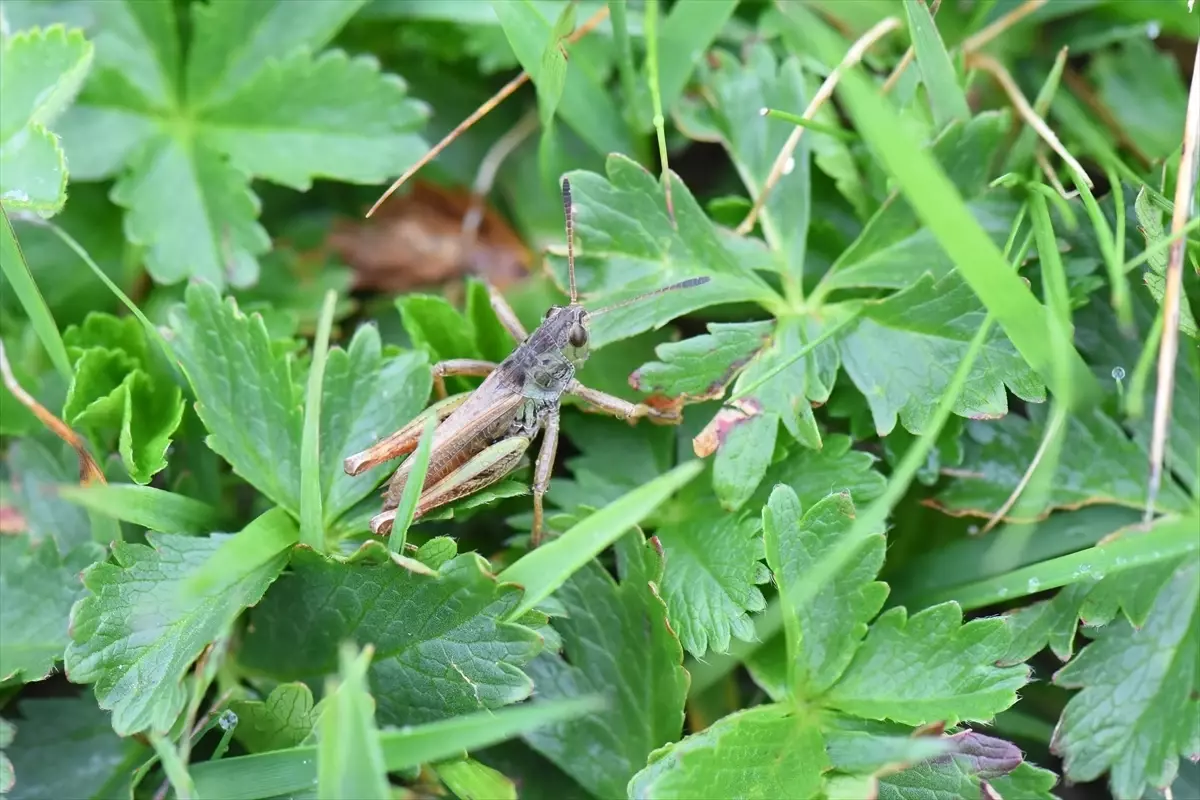 Türkiye'de Yeni Bir Çekirge Cinsi Keşfedildi: Salmanihippus turcicus