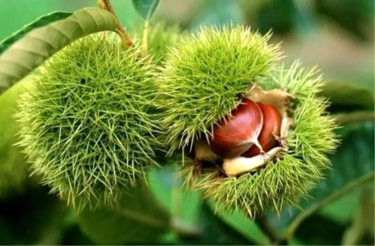 Düzce'de Kapama Kestane Bahçesi Projesi Başvuruları Başladı