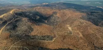 Bursa'da Orman Yangınlarının Rehabilitasyonu İçin 3.25 Milyon Fidan Dikilecek