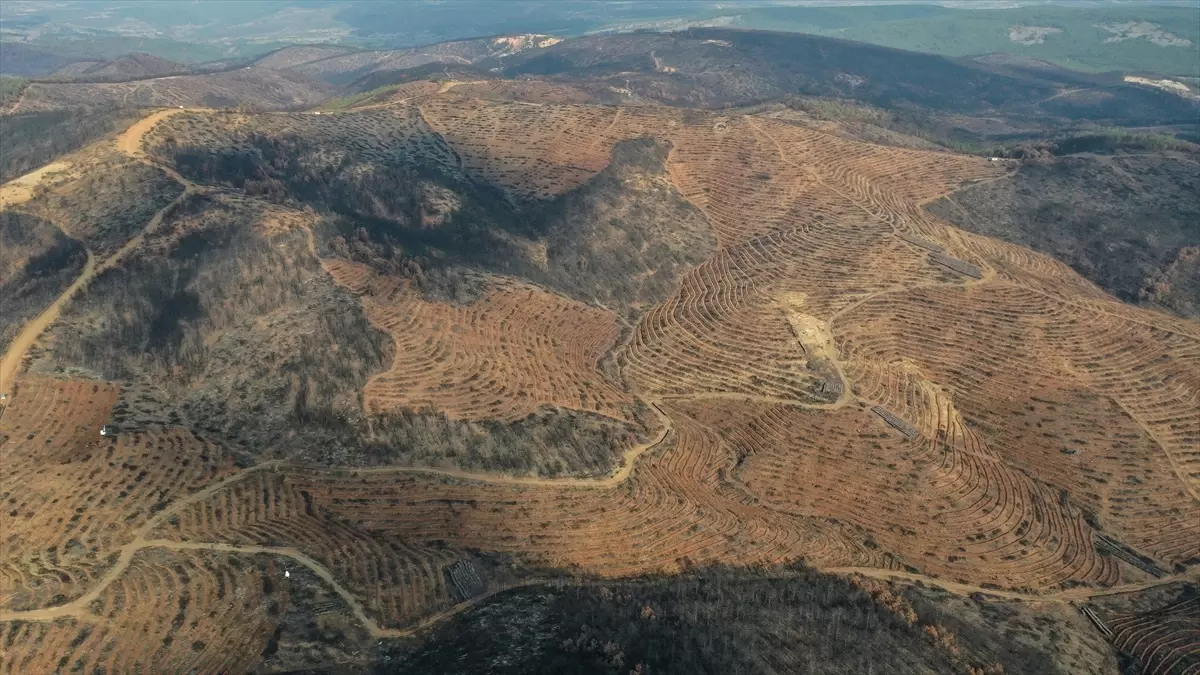 Bursa'da Orman Yangınlarının Rehabilitasyonu İçin 3.25 Milyon Fidan Dikilecek