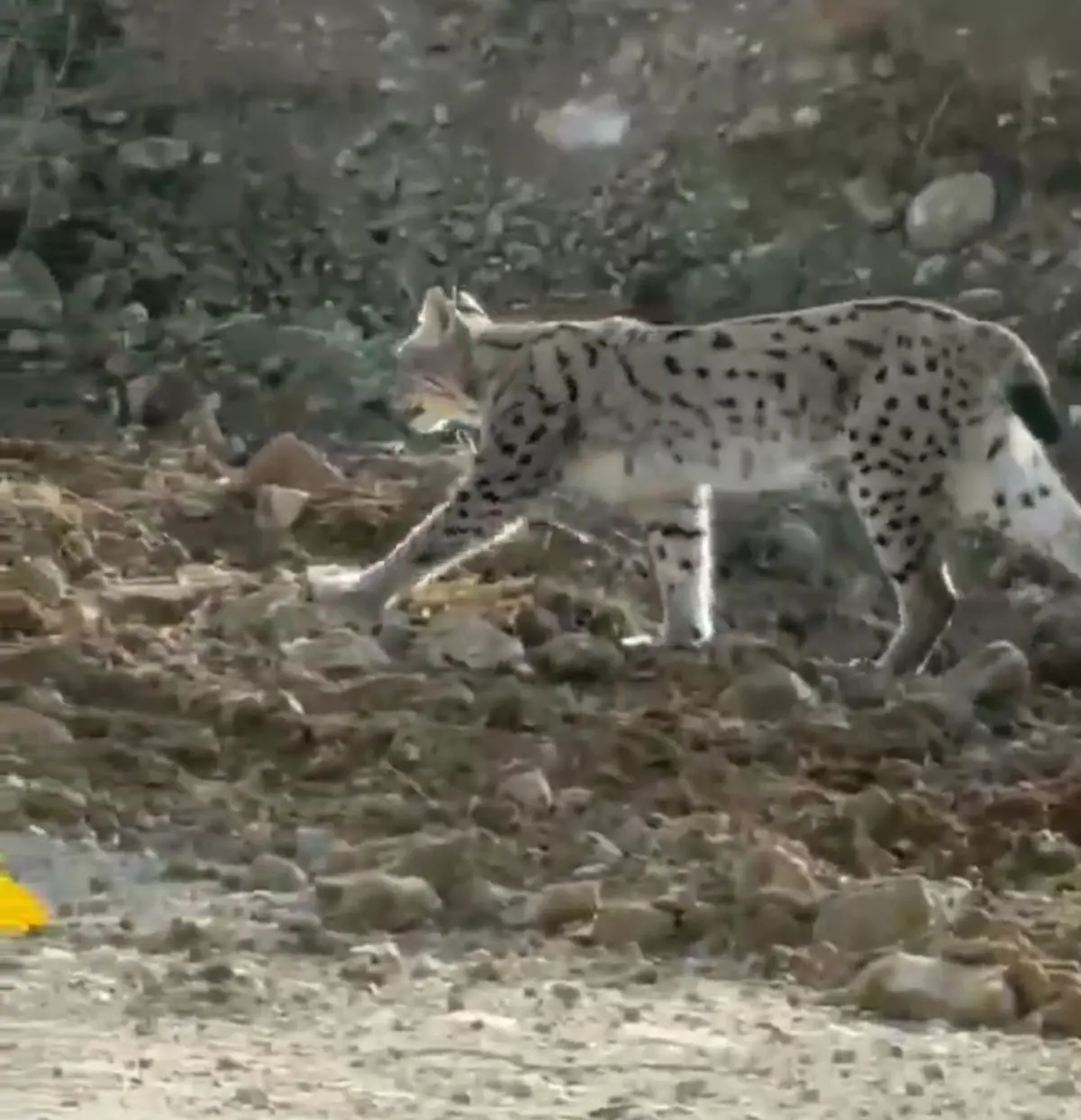 Nesli Tükenme Tehlikesi Altındaki Vaşak, Hakkari'de Görüntülendi