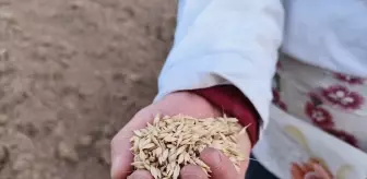 Kastamonu'da Siyez Buğdayı Ekimi Başladı