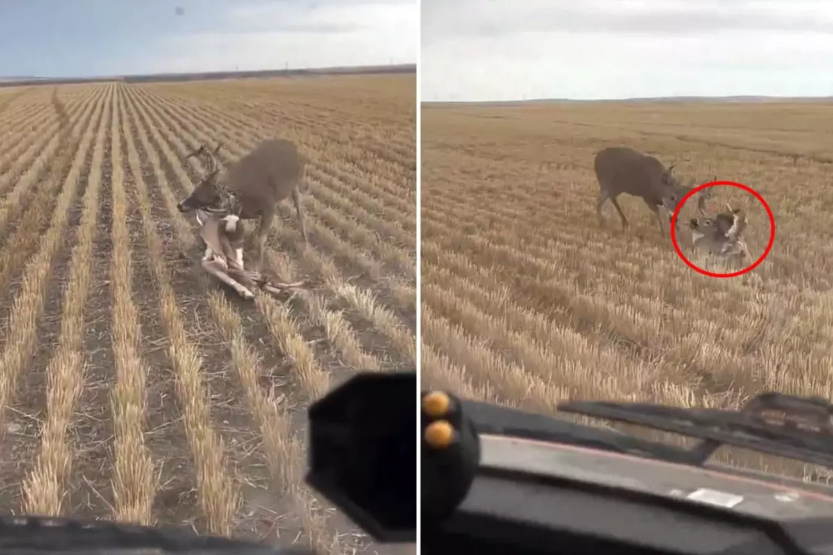 Nasıl olduğuna kimse anlam veremiyor: Bozkırın ortasında dehşete düşüren görüntü
