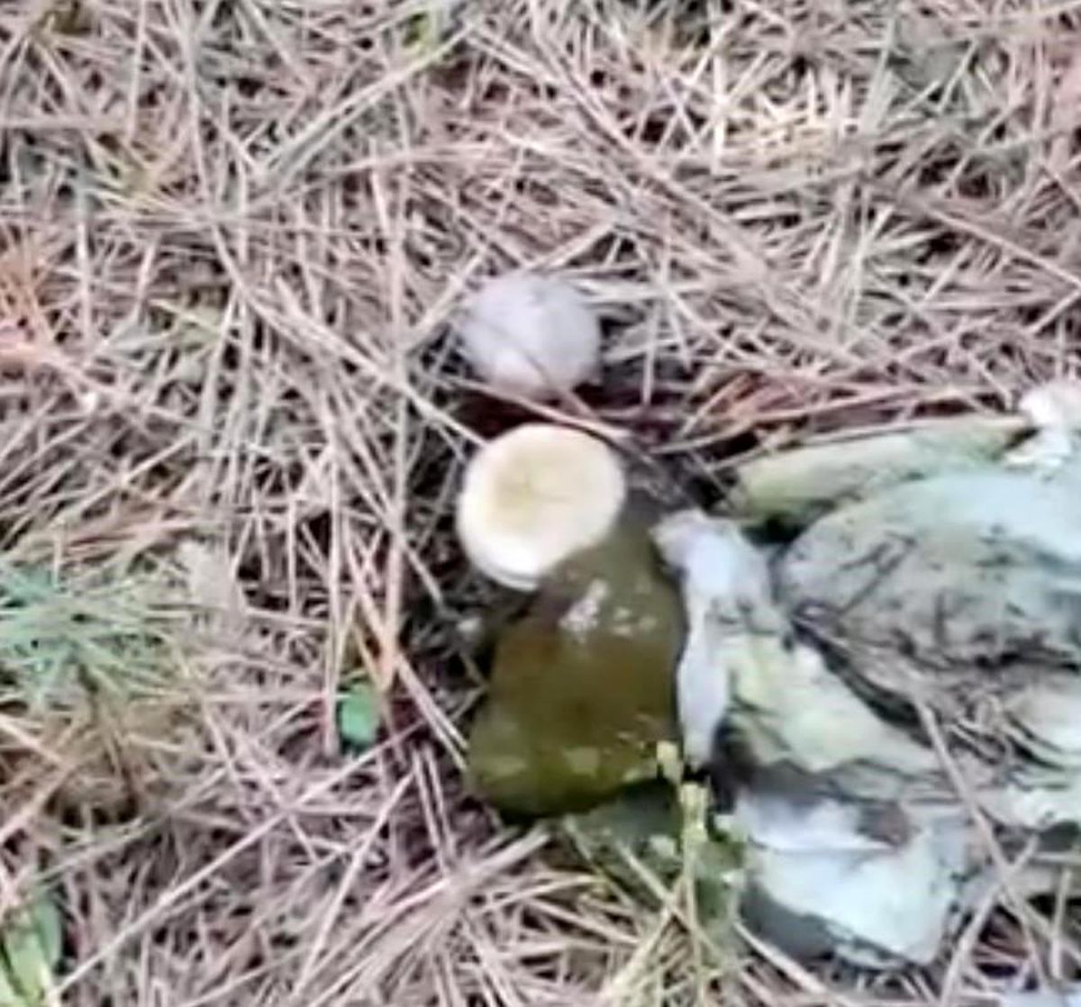 Bolu'daki Ormanlık Alan Çöplüğe Dönüştü
