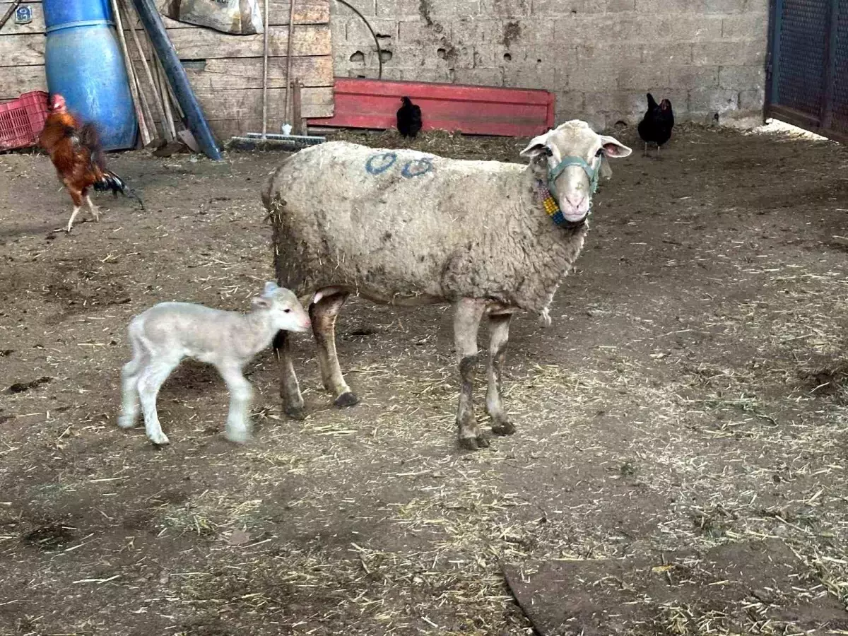 Veterinerlerden Şap Hastalığına Dikkat: Yanlış Uygulamalara Son Verin