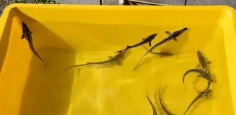 Mersin Balığı İçin Yeni Koruma Projesi Hayata Geçirildi