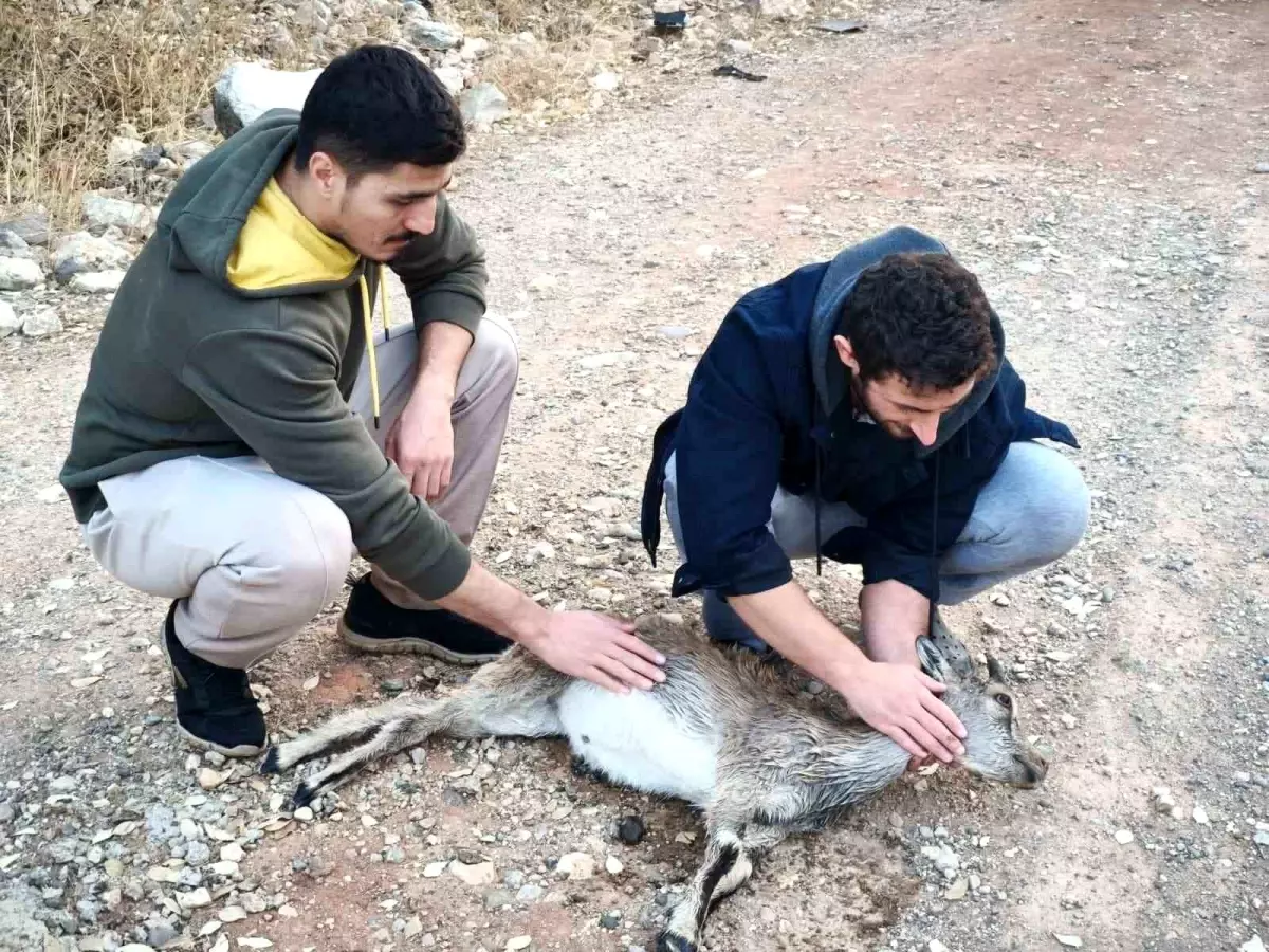 Tunceli'de İki Kuzenin Yavru Keçi Kurtarma Çabası