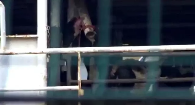 susuzluktan boru yalayan inekler 2 19240633 o