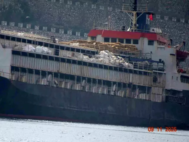 susuzluktan boru yalayan inekler 3 19240633 o