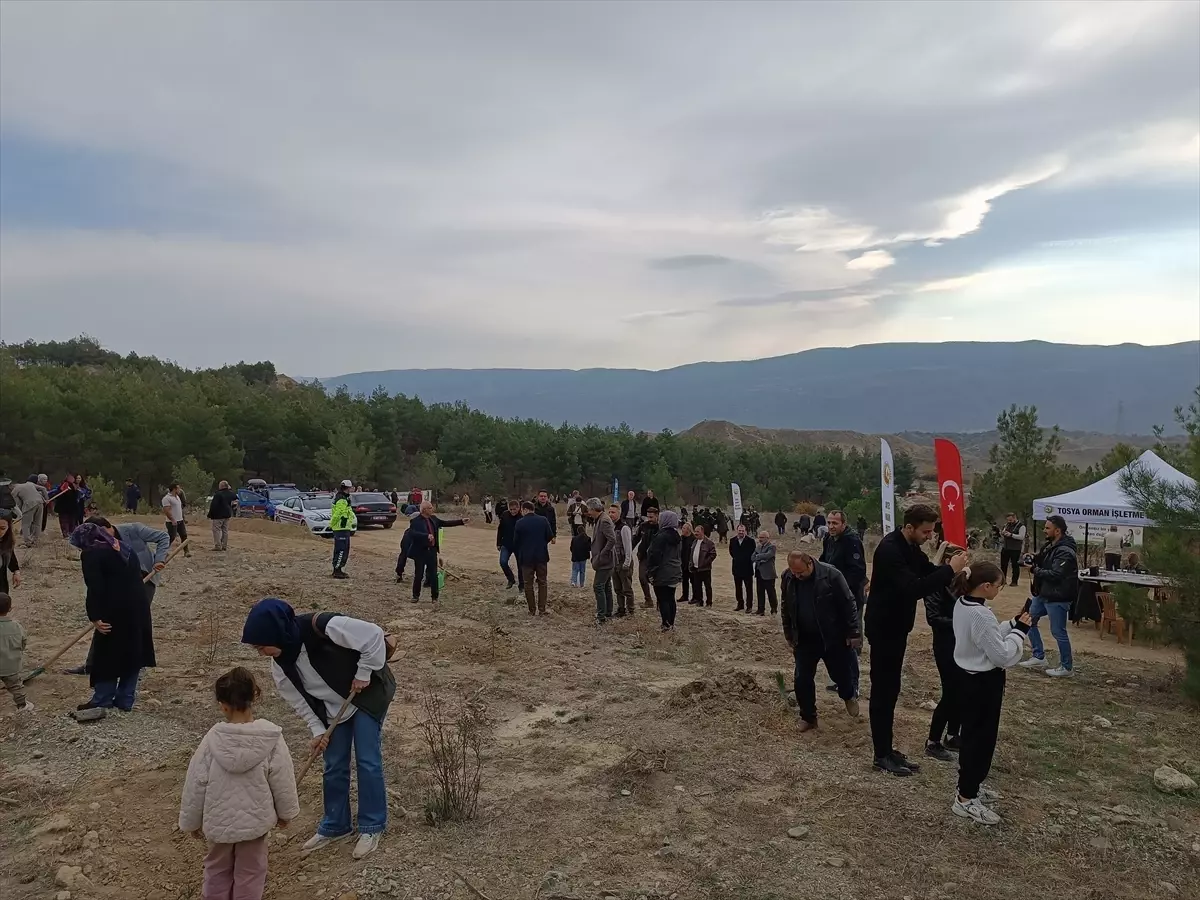 Tosya'da Milli Ağaçlandırma Günü'nde fidan dikimi yapıldı