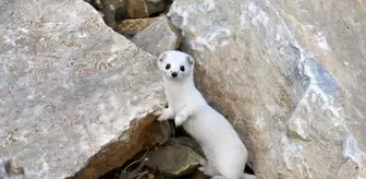 Van'da Nadir Görülen Gelincik Doğada Görüntülendi