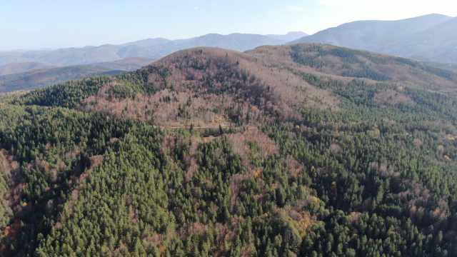 Kayıp annenin cesedi kuzgun sayesinde bulundu 5 kayip annenin cesedini kuzgunu takip eden 19244830 1732 m