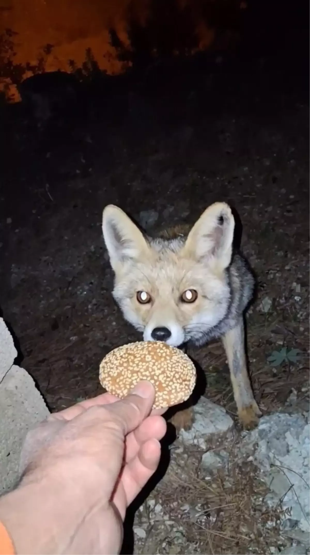 Tilki Bayram Kömbesiyle Buluştu