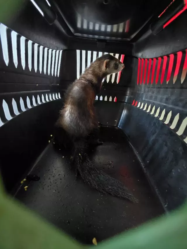 nesli tehlike altindaki kara ayakli gelincigi 2 19247288 o