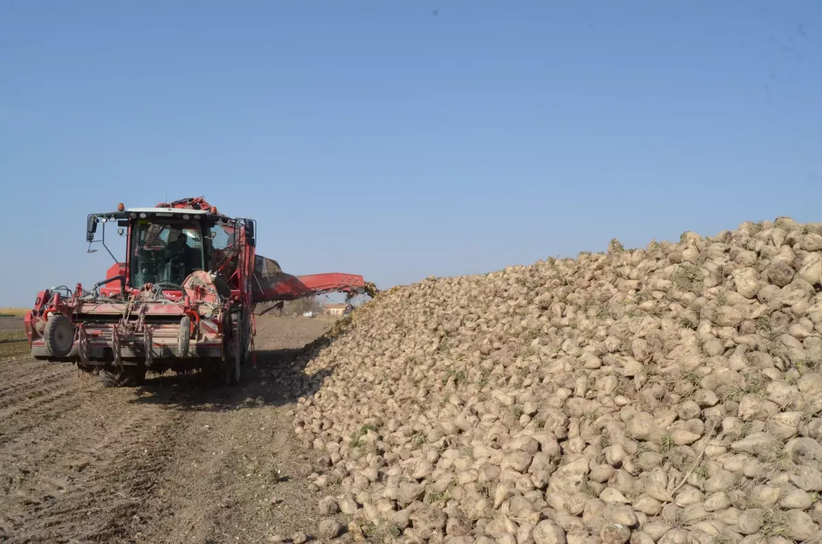 Aksaray'da Şeker Pancarı Hasadı 2 Milyon 200 Bin Ton Bekleniyor