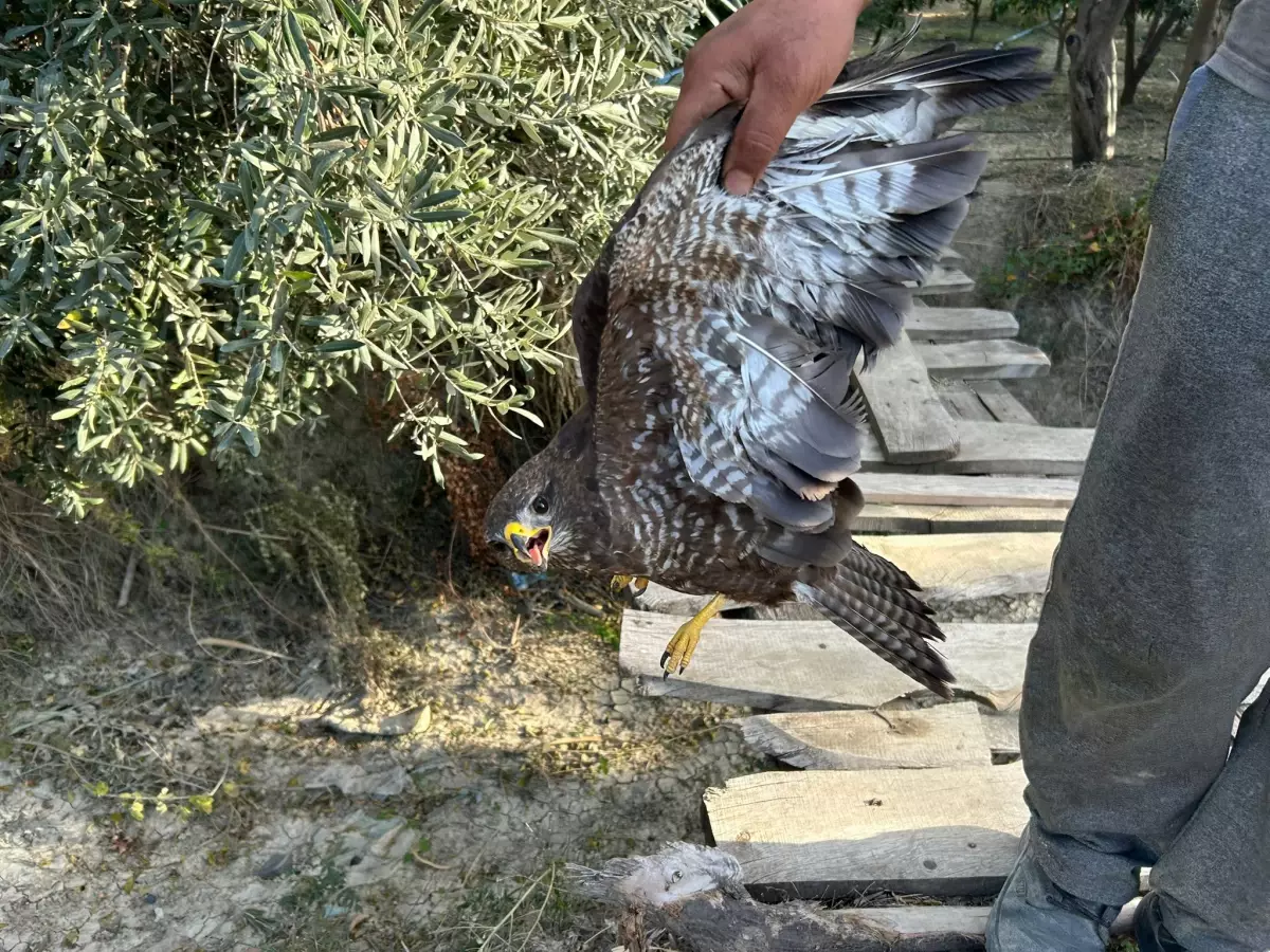 Yaralı Şahin, Tedavi İçin Kurtarıldı