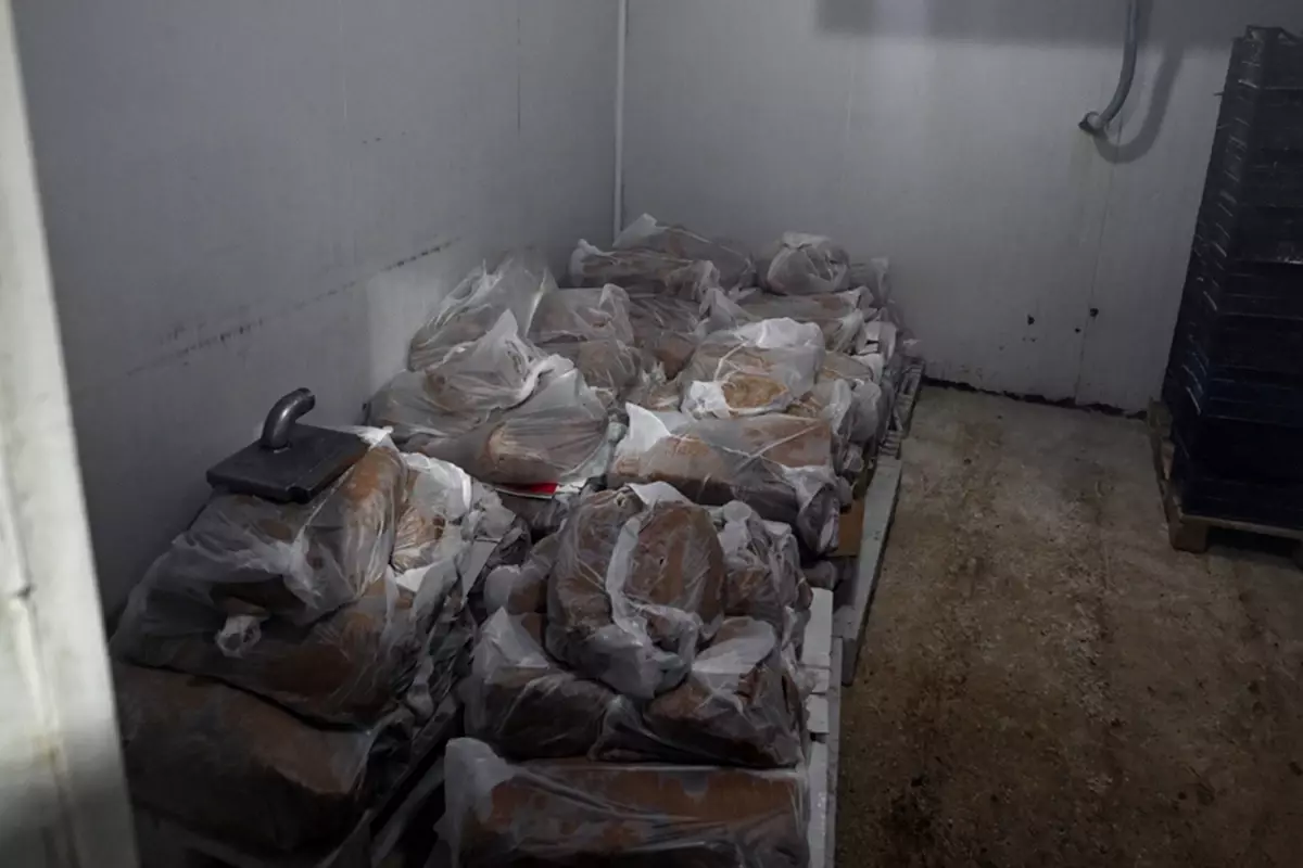 Yakalanmasa vatandaşlara yedireceklerdi! 60 tondan fazla ele geçirildi