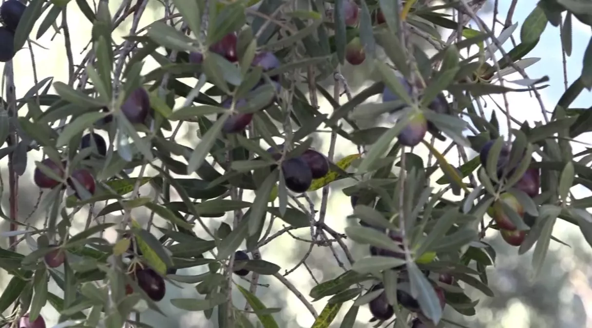 Artvin'in Butko Zeytini Hasadı Devam Ediyor