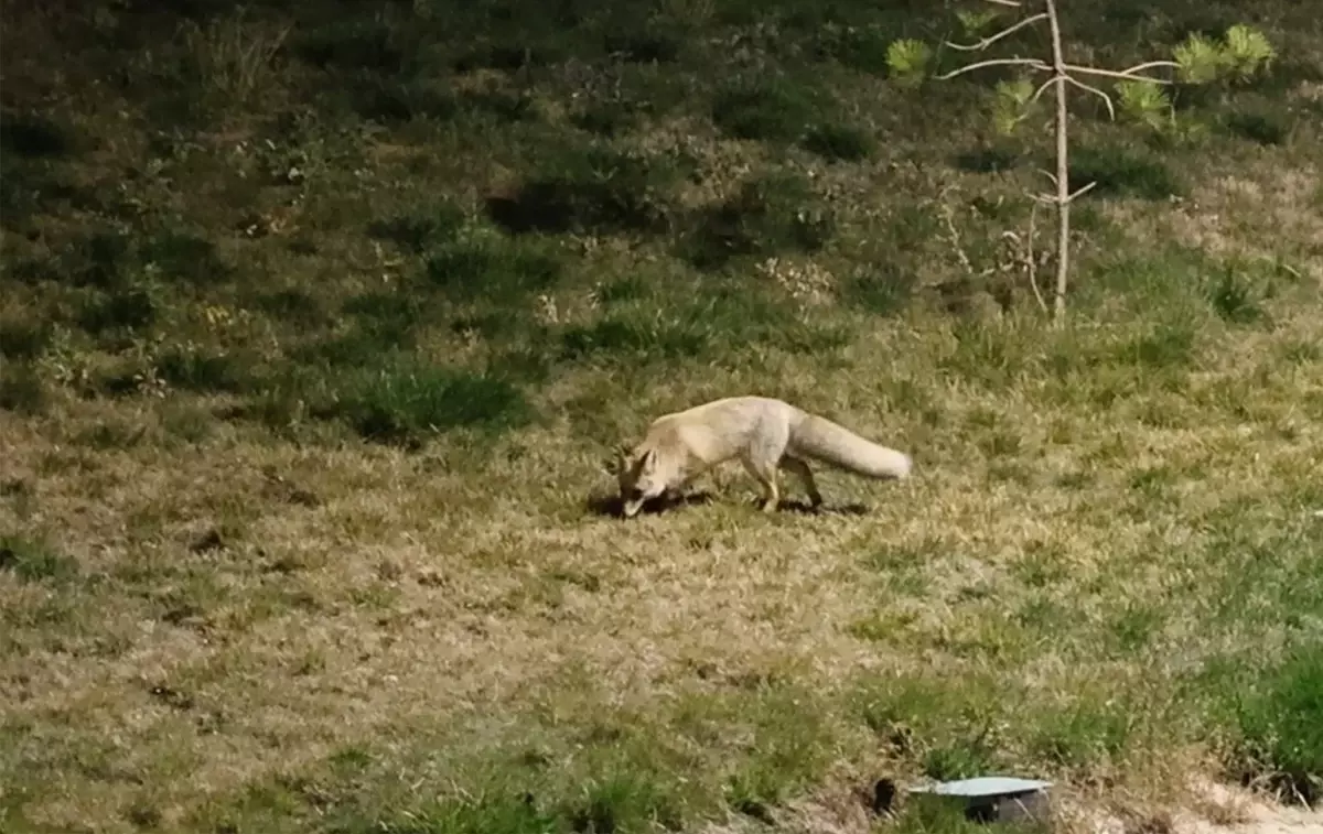 Bitlis'te Yiyecek Arayan Tilki Kameralara Yansıdı