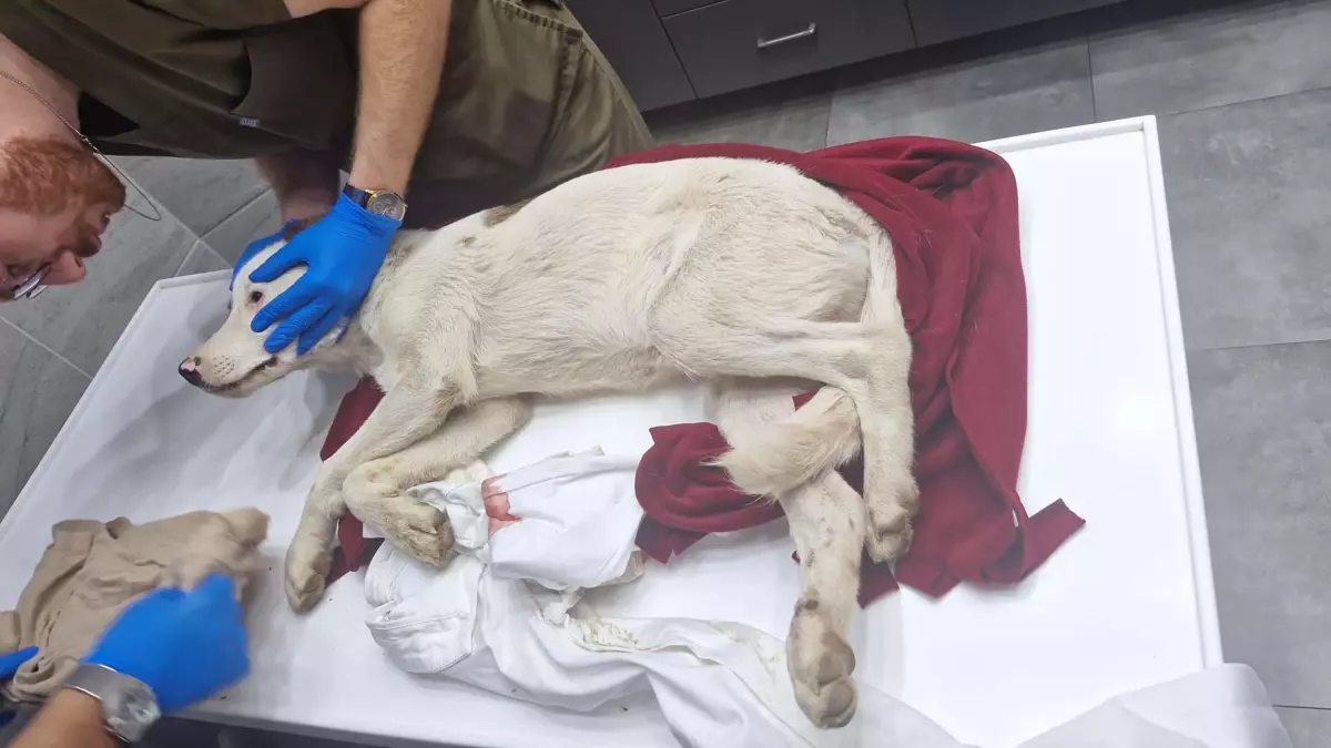 Bodrum'da Yavru Köpeklere Ateş Açan İ.A. Tutuklandı