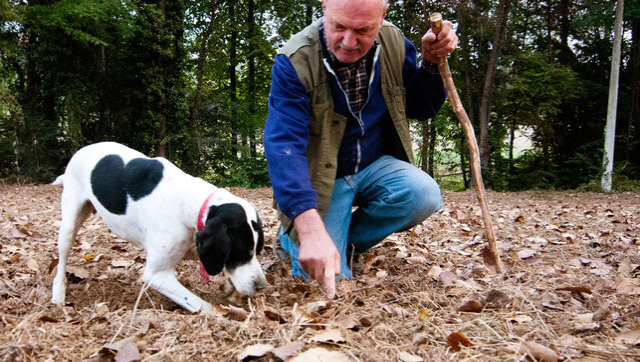 dunyanin en pahali lezzeti ormanlarda kopeklerle 19251331 2785 m