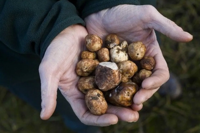 dunyanin en pahali lezzeti ormanlarda kopeklerle 19251331 8237 m