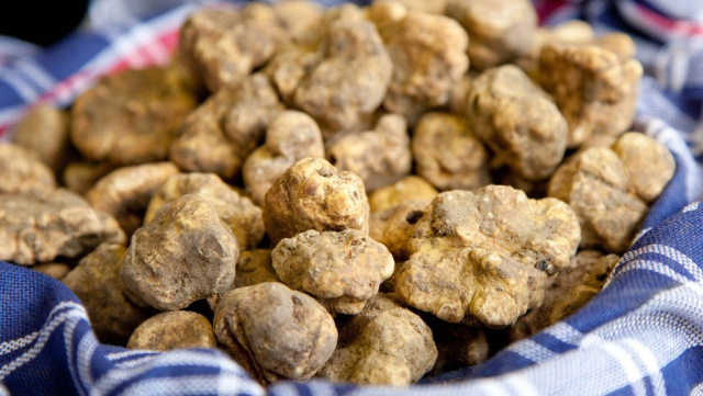 dunyanin en pahali lezzeti ormanlarda kopeklerle 19251331 9347 m