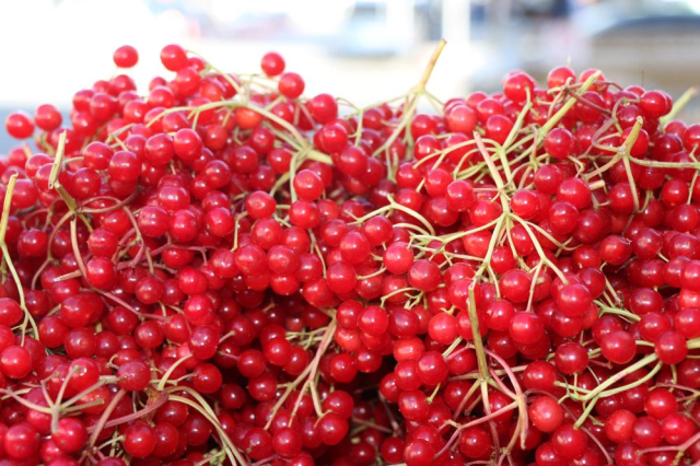 erzincan da genclik iksiri gilaburu meyvesi 19249285 3917 m