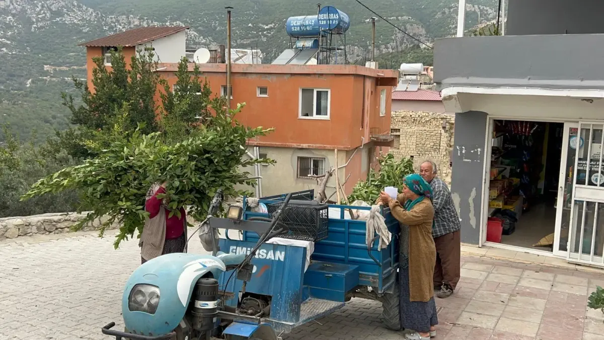Hatay'da Defne Hasadı Başladı: Ailelerin Geçim Kaynağı