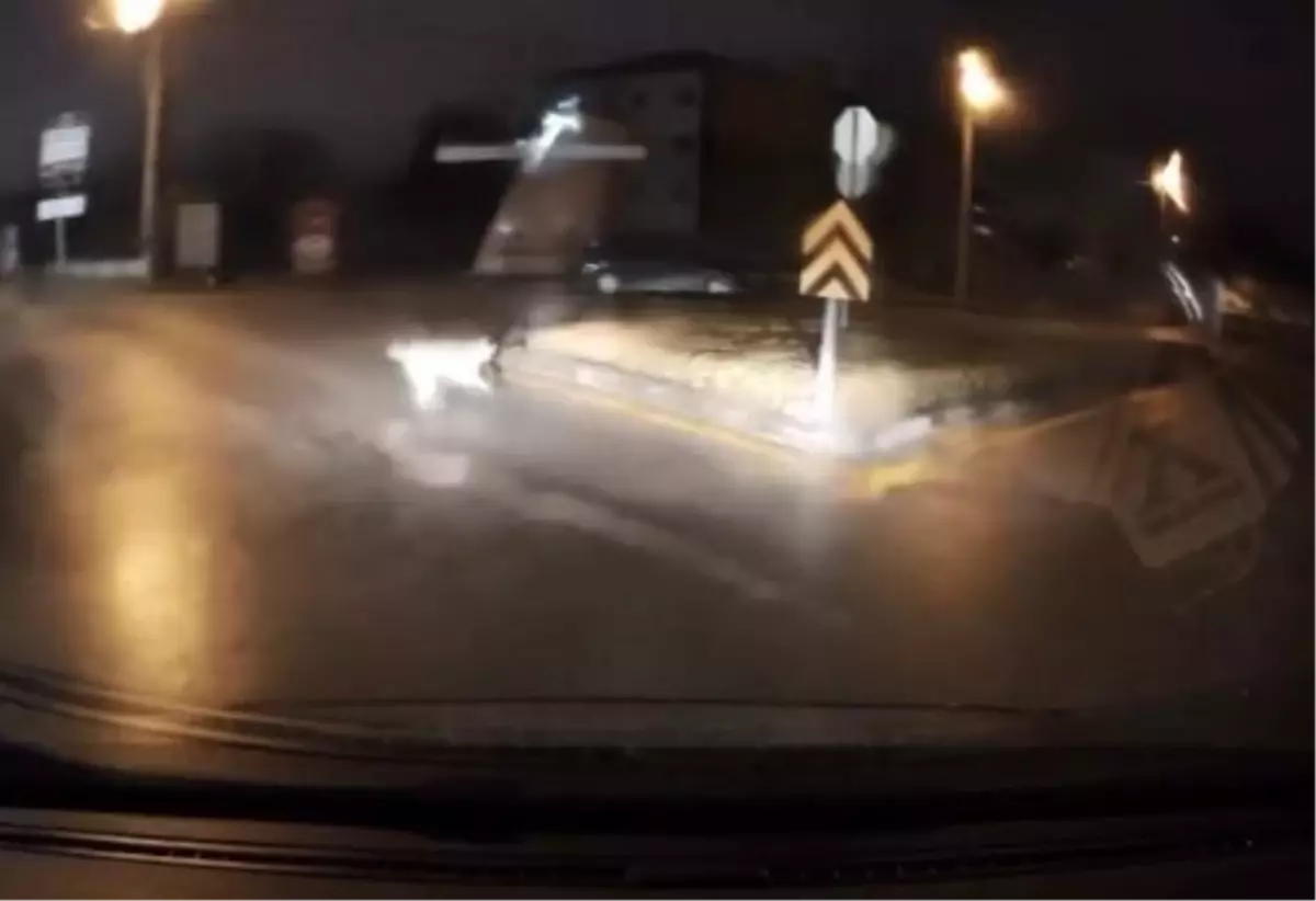 Bolu'da Sokak Köpeklerinden Kaçan Genç Kurtarıldı