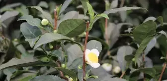 ÇAYMER, Çiçek Çayı Üretimini Artırdı