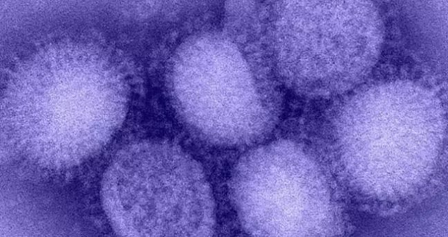 H3N2 virüsü nedir, tehlikeli mi? Yeni virüs H3N2 belirtileri neler, bulaşıcı mı?