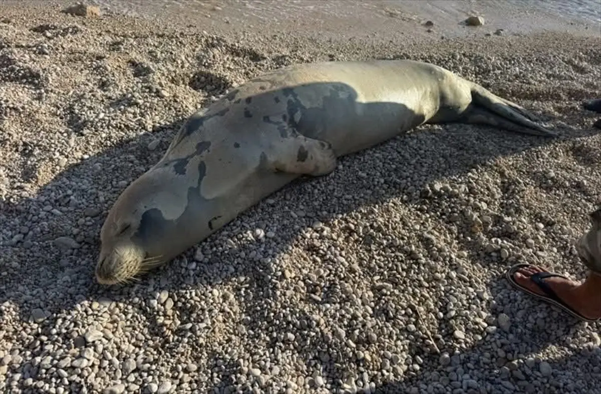 Kaş'ta Dinlenen Fok, Uykusunun Ardından Denize Döndü