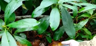 Kastamonu'da Kayıp Kadının Cep Telefonu Bulundu