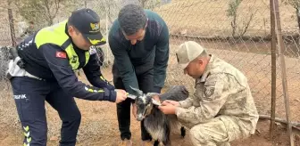 Siirt'te Sürü Hayvanlarına Reflektörlü Bant Uygulaması