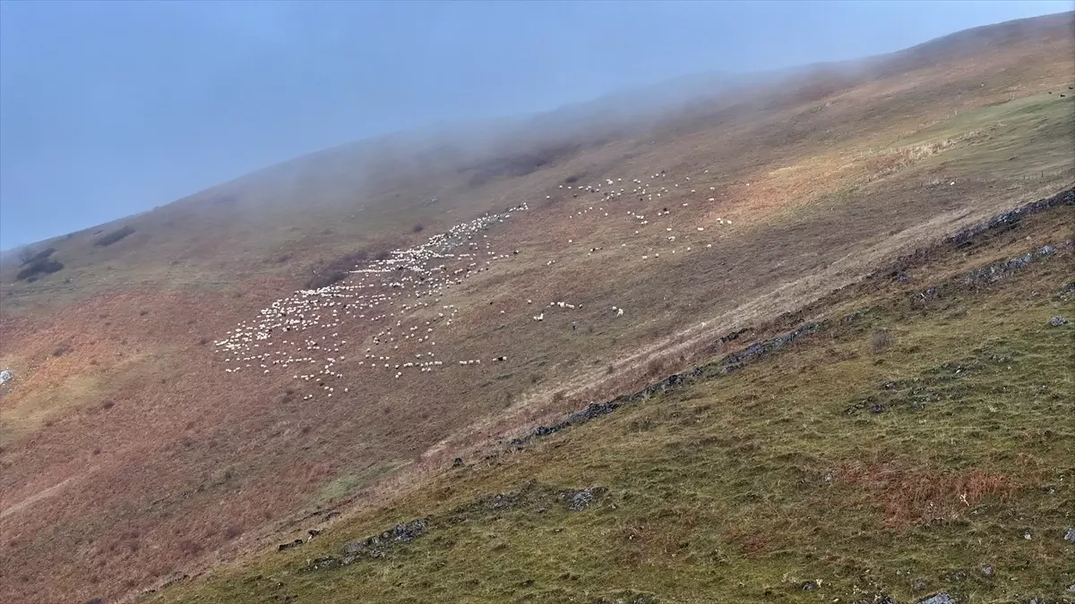 Sonbahar Renkleriyle Saveriksa Yaylası'nda Besicilerin Yoğun Mesaisi