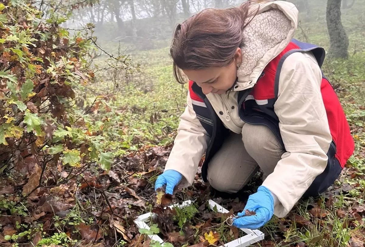 Çanakkale'de Süne Mücadelesi Devam Ediyor