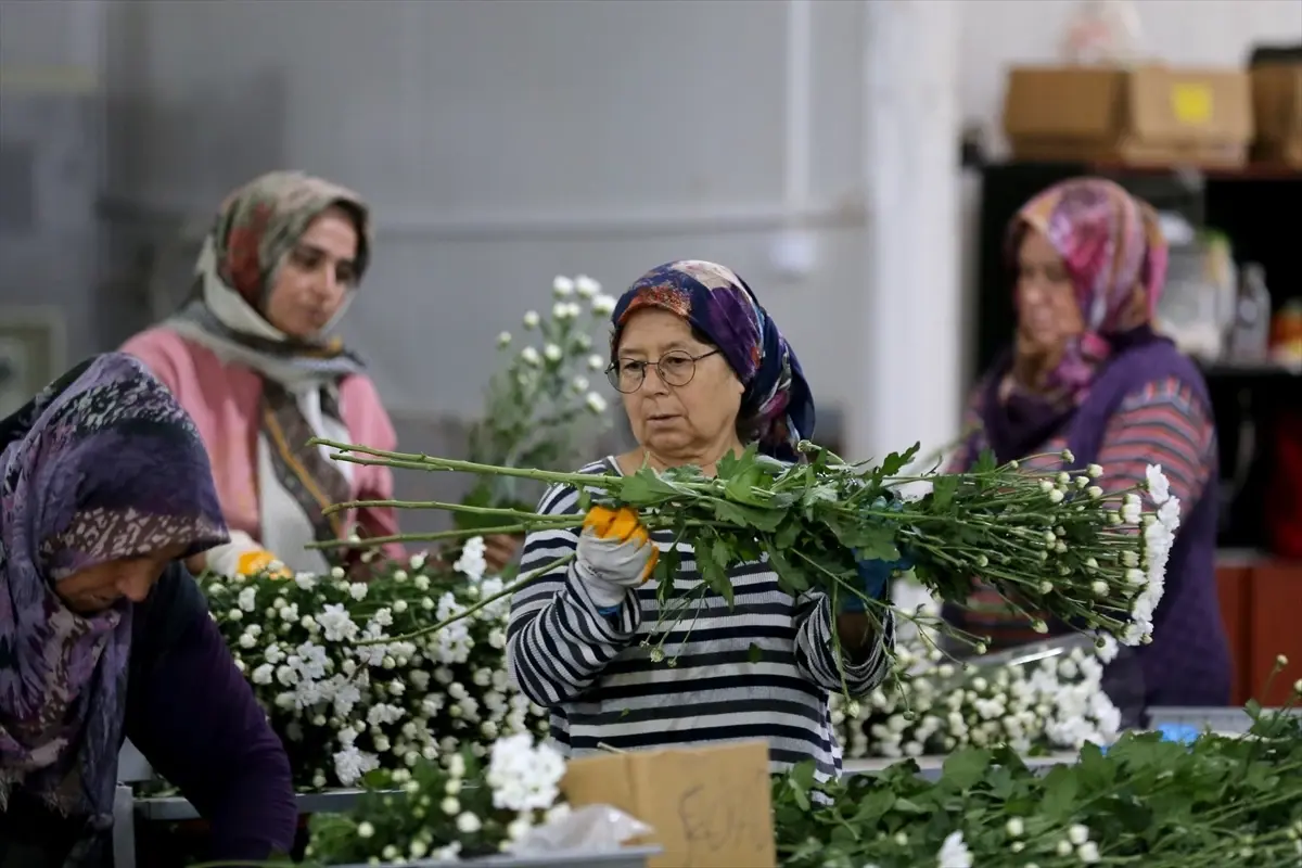 Süs Bitkileri İhracatında Yüzde 15'lik Artış