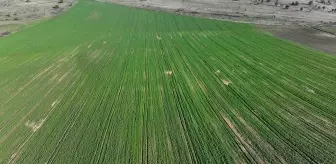 Edirne'de Yağışlar Kanola Üreticilerini Sevindiriyor