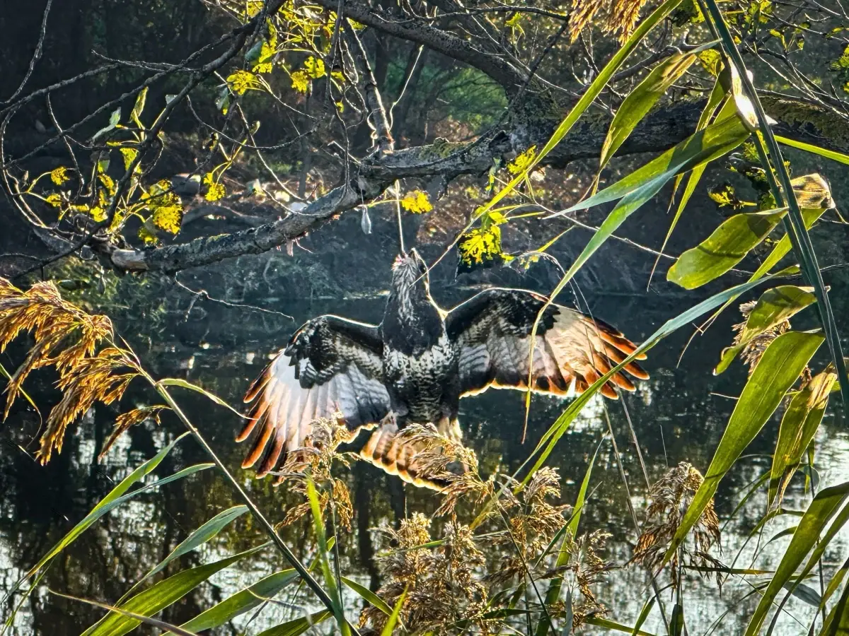 Gagasında Olta ile Ağaçta Asılı Kalan Şahin Kurtarıldı