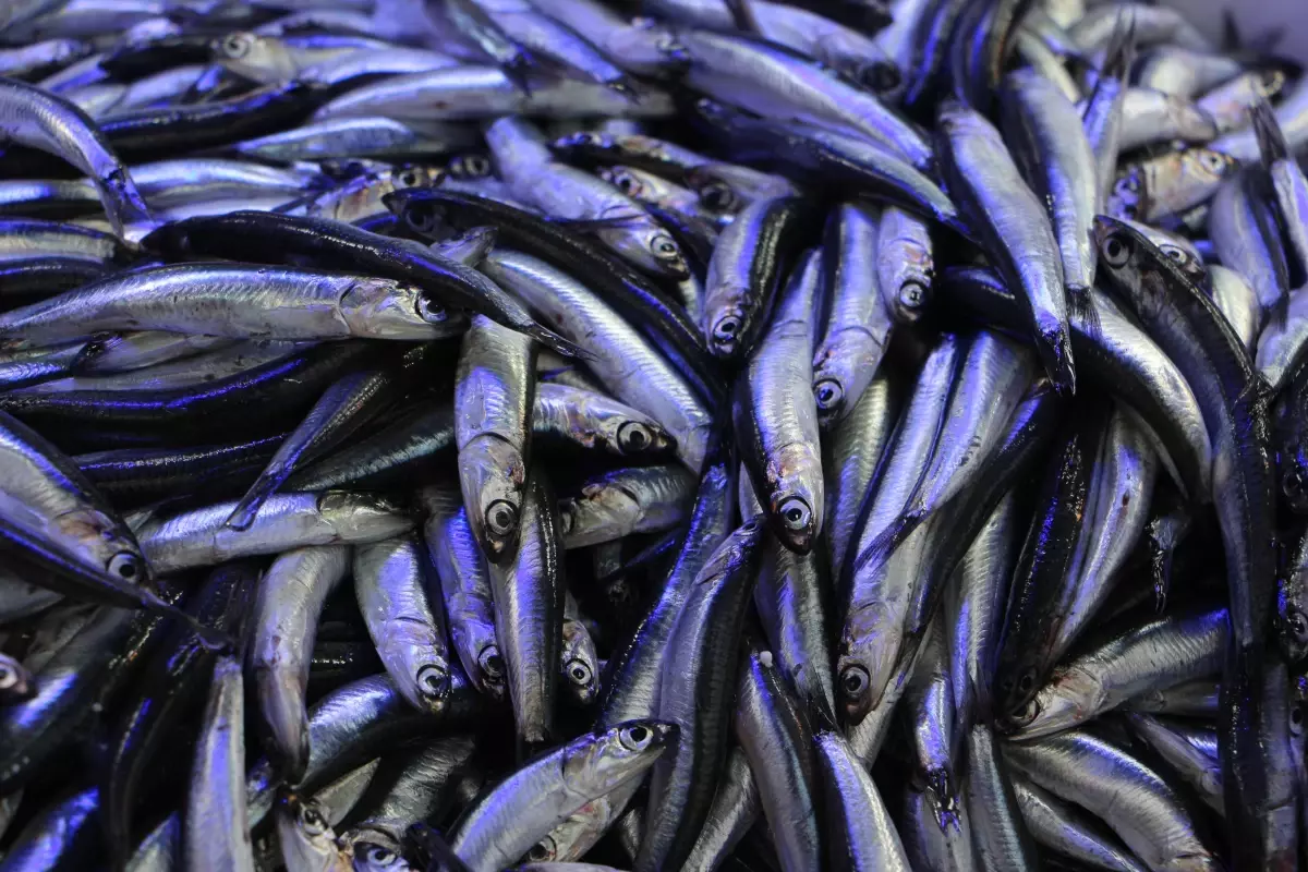 Samsun'da Hamsi Talebi Arttı, Kilogram Fiyatı 80 TL